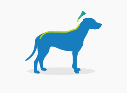 Aanbrengen frontline spot on