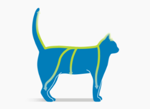 Je huisdier is behandeld