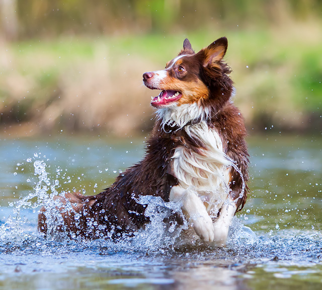 Hond in water