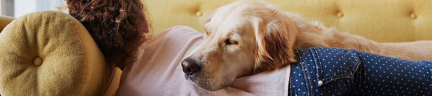 Frontline website banner dog emotional